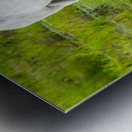 Wild Wetland Stallion Metal print