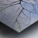 Walnut Tree Metal print