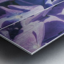 Lavender Hydrangea Triptych Metal print