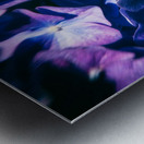 Purple Hydrangea Metal print