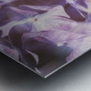Vintage Lavender Hydrangea Metal print
