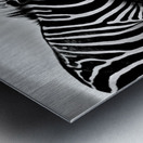black and white africa animals wilderness Metal print