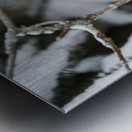 Geai bleu Metal print