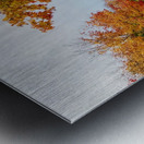 Fall at Furman Metal print