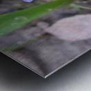 IMG_8651 Metal print