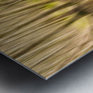 forest park reflections Metal print