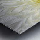 White Mum Flower Metal print