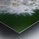 Dandylion Metal print