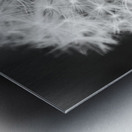 Dandylion black and White Metal print