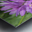 Butterfly on Wildflower Metal print