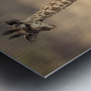 Little Girafe Metal print