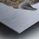 Vulture Metal print