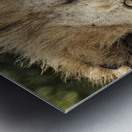 The Lion King Metal print
