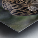 Eyes of the Leopard - color Metal print