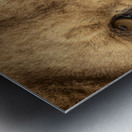 Grrrr - Color Metal print