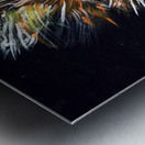 Whiskers. Stephen R Metal print