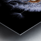 Dandelion Blowing Metal print