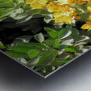 Flower35 Metal print