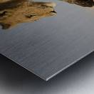 Small Step for Lionkind - 2 Metal print