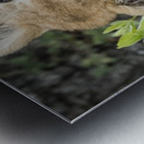 Lion Cub - 2 Metal print