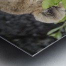 Lion Cub Metal print