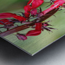Hummingbird With Attitude Metal print