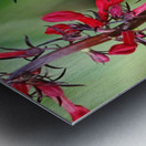 Lobelia Perch Metal print