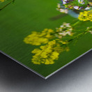 20190330 DSC_0418 Metal print