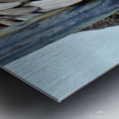 Brown Pelican ~ closeup of feathers and beak Anna Maria Island Metal print