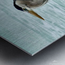 Great Blue Heron ~ side view on jetty Anna Maria Island Metal print