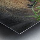 Sleeping Lion Impression metal