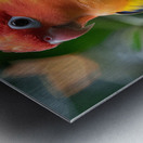 Yellow Lovebird Metal print
