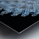 Elegant Peacock Feathers Metal print