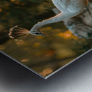 Majestic Peacock Metal print
