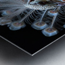Elegant White Peacock Metal print