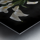 Calla Lilies  Metal print