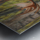 Munching Moose - Painting Metal print