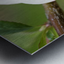 White and Pink Quince With Branch Metal print