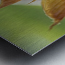 Crape Myrtle Leaves Macro Metal print