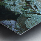 Fern Metal print