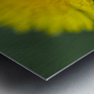 Dandelion Wildflower Macro Metal print