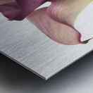 Calla Lilies Metal print