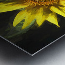 Sunflower Helianthus X123 Metal print