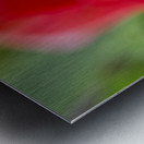 Red Tulip Macro Abstract Metal print