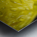 YellowTulip with Raindrop Macro  Metal print