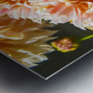 Peach Dahlia Metal print