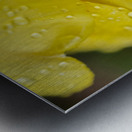 Yellow Tulip with Raindrops II Abstract  Metal print