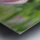 Purple Iris Flower Landscape  Metal print