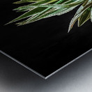 GREEN AGAVE Metal print