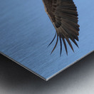 Soaring Metal print